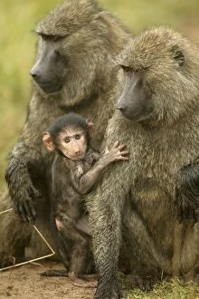 Images Dated 25th August 2003: Olive Baboons Adults and young Maasai Mara, Kenya, Africa