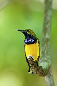 Images Dated 15th September 2008: Olive-backed Sunbird - colourful male adult sitting on a branch showing off its brightly coloured