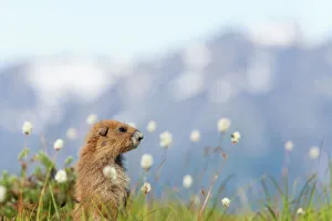 Olympic Marmot - On breeding grounds with Olympic Mountains in Background Olympic Marmot - On breeding grounds with Olympic Mountains in Background