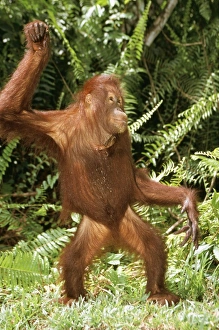 ORANG-UTAN - standing dancing ORANG-UTAN - standing dancing