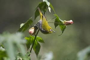Images Dated 8th January 2005: Oriental White-eye - On flower Inhabits open broadleaved forests and wooded areas