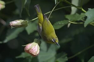 Images Dated 8th January 2005: Oriental White-eye - On flower. Inhabits open broadleaved forests and wooded areas