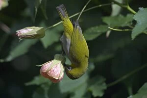 Images Dated 8th January 2005: Oriental White-eye piercing base of flower. Inhabits open broadleaved forests and wooded areas