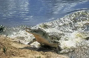 M Watson Photography Prints: Orinoco Crocodile
