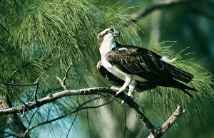 Images Dated 2nd July 2004: Osprey Florida, USA