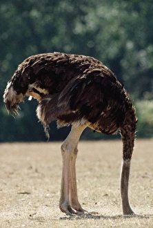 OSTRICH - with head in sand OSTRICH - with head in sand