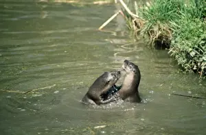 UK Wildlife Mammals Prints: Otters - playing