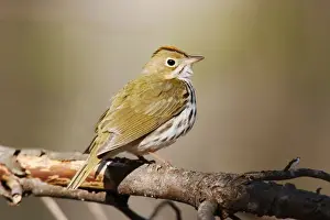 Bird Photography Prints For Sale Prints: Ovenbird