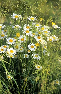White Blooming Plants Prints: Oxeye Daisy field