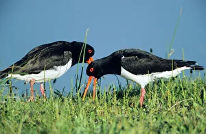 OYSTERCATCHER - Pair courtship displaying OYSTERCATCHER - Pair courtship displaying