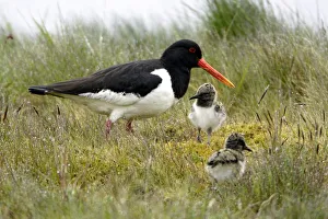 Oystercatcher - Parent tending chicks on moorland Oystercatcher - Parent tending chicks on moorland