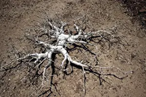 Arid Landscape Photography Africa Prints: Pachypodium Namibia