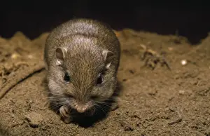 Prints of MOP-380 Pacific Pocket Mouse Perognathus longimembris B Moose Peterson Please note that prints are for personal display purposes only and may not be reproduced in any way. Moose Prints: Pacific Pocket Mouse Print MOP-380