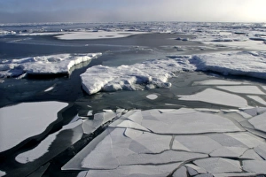 Pack Ice - melting floes and breaking ice Pack Ice - melting floes and breaking ice