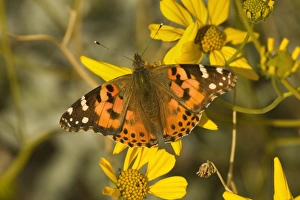 Painted Lady Butterfly - sitting on a bright yellow blooming Brittlebush Painted Lady Butterfly - sitting on a bright yellow blooming Brittlebush