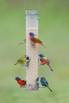 Painted, Passerina Ciris and Indigo - at bird feeder Painted, Passerina Ciris and Indigo - at bird feeder