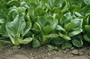 Edible Greens Prints: Pak Choi