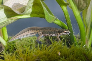 Palmate Newt - Single adult male photographed underwater Palmate Newt - Single adult male photographed underwater