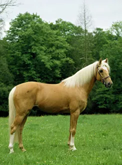 Palomino Horse - Pony in meadow Palomino Horse - Pony in meadow