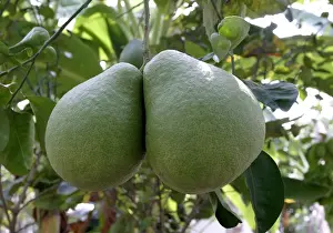 Tropical Citrus Fruits Prints: Pamplemousse / Shaddock