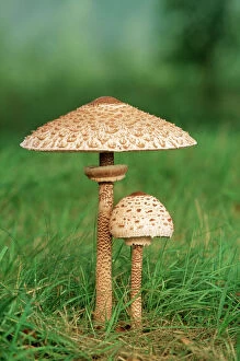 Fungus Collection: Parasol Fungi ME 180 Edible Lepiota procera © Johan De Meester / ARDEA LONDON