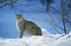Arctic Wildlife Prints: Pardel Lynx - in snow