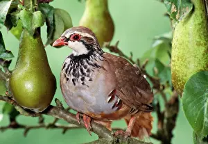 UK Wildlife Photography Prints: Partridge In a pear tree