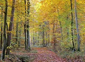 path in forest - path leading through beech forest with colourful autumn foliage path in forest - path leading through beech forest with colourful autumn foliage