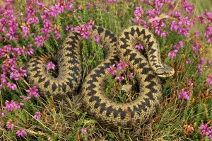 John Cancalosi Photographer Prints: Adder In heather, UK