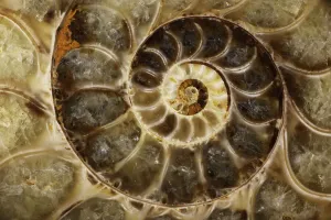 Upper Early Cretaceous Ammonite Print