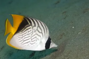 Prints of LEE-21 Threadfin Butterflyfish Red Sea Chaetodon auriga Lea Lee Please note that prints are for personal display purposes only and may not be reproduced in anyway. Butterflyfish Prints: Threadfin Butterflyfish Red Sea Print - Chaetodon auriga