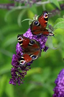 Peacock Butterfly - 2 feeding on Buddleia plant blossom Peacock Butterfly - 2 feeding on Buddleia plant blossom