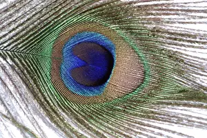 Peacock Tail Train Feather Print PM-10516