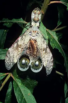 Peanut-head Bug / Lantern Fly Print
