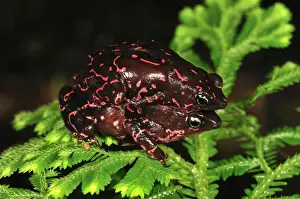 Prints of MAR-1374 Pebas Stubfoot Toad - amplexus Colombia Atelopus spumarius barbotini Thomas Marent Amphibian Prints: Pebas Stubfoot Toad - amplexus Print, Colombia MAR-1374