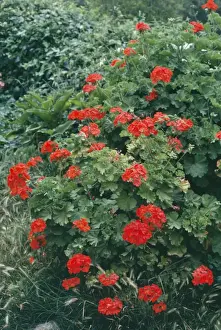 Pelargonium Flower Prints: Pelargonium