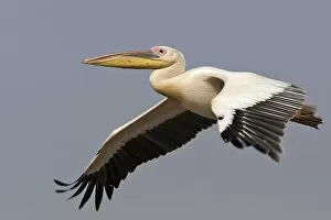 Images Dated 21st August 2004: Pelican blanc
