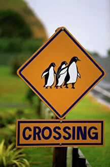 Images Dated 8th October 2007: Penguin crossing road sign Coromandel Peninsula, New Zealand LAN03820