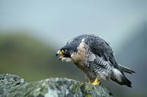 Images Dated 18th May 2011: Peregrine Falcon - calling