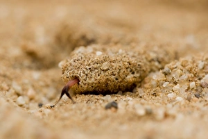 Peringueys Adder - Sand covered head with tongue exposed Peringueys Adder - Sand covered head with tongue exposed