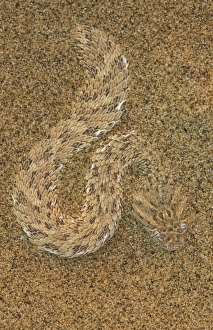 Peringuey's Adder - This small snake, also called 'Sidewinding Adder' Peringuey's Adder - This small snake, also called 'Sidewinding Adder'