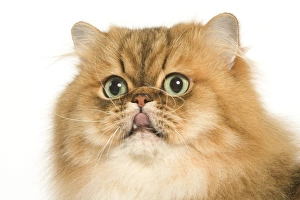 Persian Cat - Golden shade - close-up of face Persian Cat - Golden shade - close-up of face