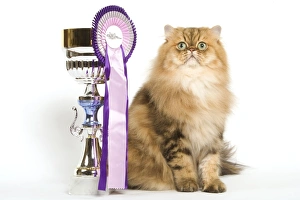 Persian Cat - Golden shade - sitting next to rosette & prize cup Persian Cat - Golden shade - sitting next to rosette & prize cup