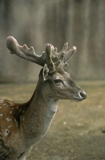 Persian Fallow Deer Persian Fallow Deer