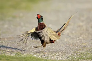 Pheasant - cock crowing and beating wings in display Pheasant - cock crowing and beating wings in display