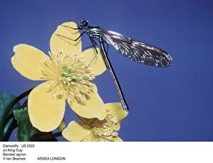 Agrion Collection: Picture No. 10853587