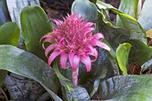Aechmea Collection: Picture No. 10886313