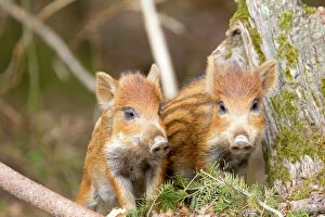 Boar Collection: Picture No. 10922281