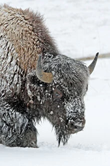 Bison Collection: Picture No. 10947629
