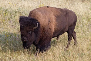 Bison Collection: Picture No. 11676643